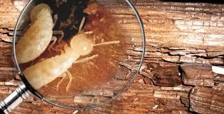 termites